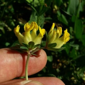 Photographie n°2356783 du taxon Anthyllis vulneraria L. [1753]