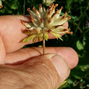 Photographie n°2356784 du taxon Anthyllis vulneraria L. [1753]