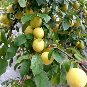 Photographie n°2356786 du taxon Prunus domestica L. [1753]