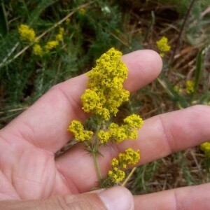 Photographie n°2356789 du taxon Galium verum L. [1753]