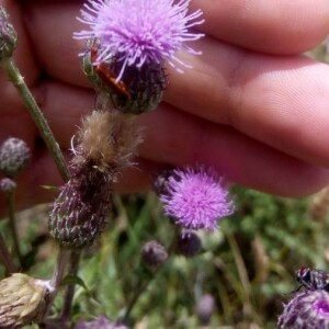 Photographie n°2356790 du taxon Cirsium arvense (L.) Scop. [1772]