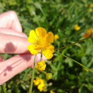Photographie n°2356827 du taxon Ranunculus acris L. [1753]