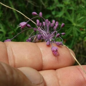 Photographie n°2356832 du taxon Allium carinatum L. [1753]