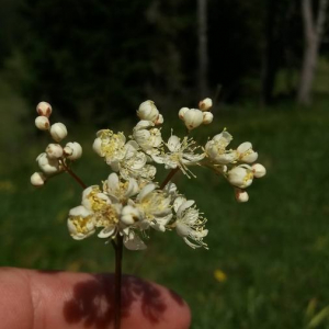 Photographie n°2356882 du taxon Filipendula vulgaris Moench [1794]