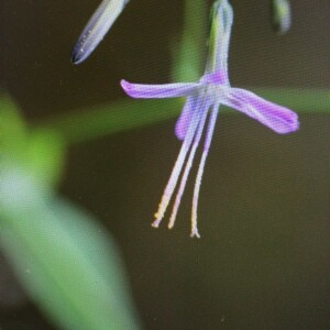 Photographie n°2356932 du taxon Prenanthes purpurea L. [1753]