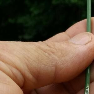 Photographie n°2356994 du taxon Juncus inflexus L. [1753]