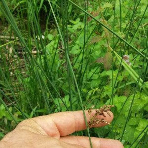 Photographie n°2356995 du taxon Juncus inflexus L. [1753]