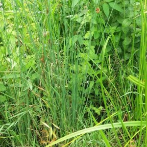 Photographie n°2356996 du taxon Juncus inflexus L. [1753]