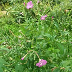 Photographie n°2357001 du taxon Epilobium hirsutum L. [1753]