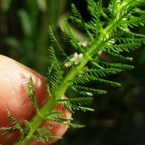 Photographie n°2357007 du taxon Myriophyllum verticillatum L. [1753]