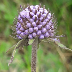 Photographie n°2357038 du taxon Succisa pratensis Moench [1794]