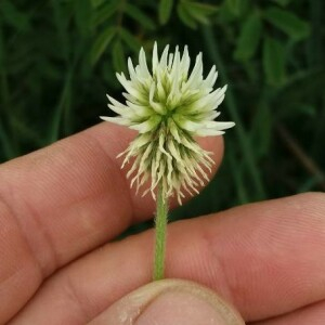 Photographie n°2357064 du taxon Trifolium montanum L. [1753]