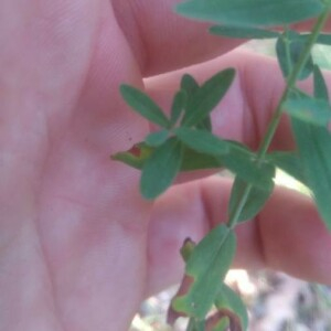 Photographie n°2357105 du taxon Hypericum perforatum L. [1753]