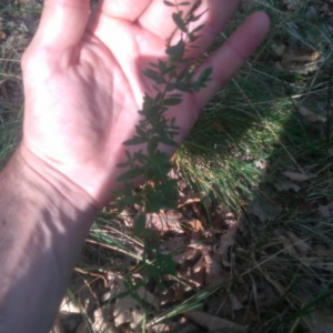 Photographie n°2357106 du taxon Hypericum perforatum L. [1753]