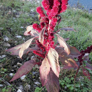 Photographie n°2357250 du taxon Amaranthus caudatus L. [1753]