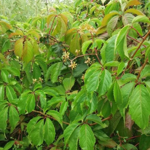 Photographie n°2357274 du taxon Parthenocissus quinquefolia (L.) Planch. [1887]