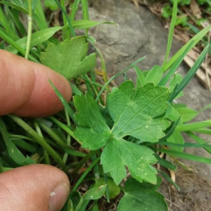 Photographie n°2357324 du taxon Ranunculus montanus Willd. [1799]