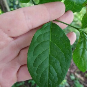 Photographie n°2357586 du taxon Euonymus europaeus L. [1753]