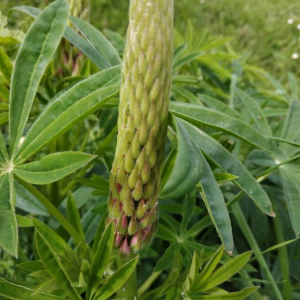 Photographie n°2357593 du taxon Lupinus polyphyllus Lindl. [1827]