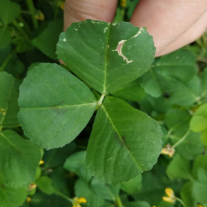 Photographie n°2357597 du taxon Medicago arabica (L.) Huds. [1762]