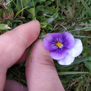 Photographie n°2357608 du taxon Viola tricolor L. [1753]