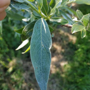 Photographie n°2357611 du taxon Salix alba L. [1753]