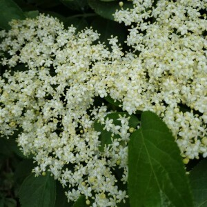 Photographie n°2357623 du taxon Sambucus nigra L. [1753]