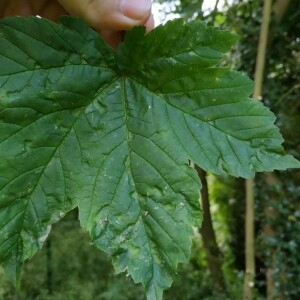 Photographie n°2357626 du taxon Acer pseudoplatanus L. [1753]