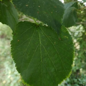 Photographie n°2357658 du taxon Tilia cordata Mill. [1768]