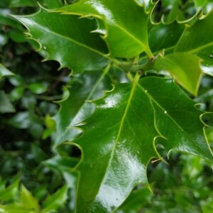 Photographie n°2357677 du taxon Ilex aquifolium L. [1753]