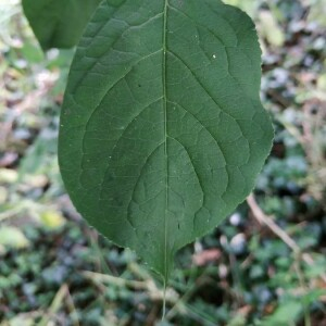 Photographie n°2357690 du taxon Euonymus europaeus L. [1753]