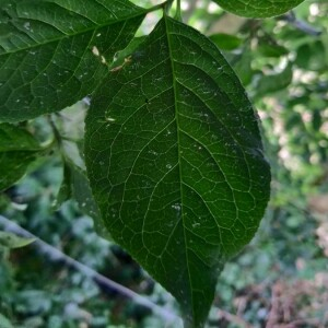 Photographie n°2357702 du taxon Euonymus europaeus L. [1753]