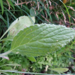 Photographie n°2357714 du taxon Borago officinalis L. [1753]