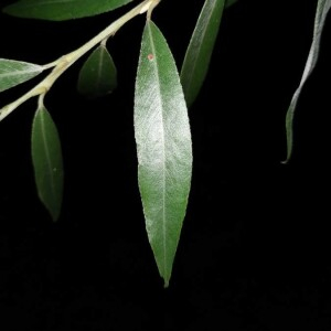 Photographie n°2357735 du taxon Salix alba L. [1753]