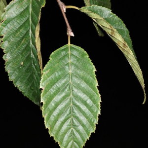 Photographie n°2357736 du taxon Carpinus betulus L. [1753]