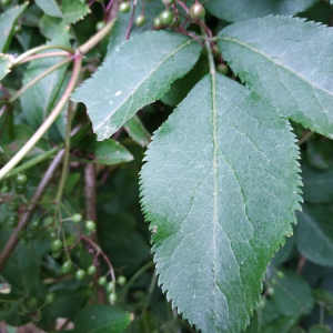 Photographie n°2357738 du taxon Sambucus nigra L. [1753]