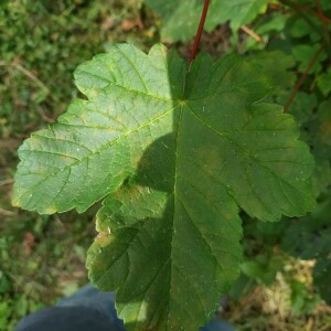 Photographie n°2357740 du taxon Acer pseudoplatanus L. [1753]