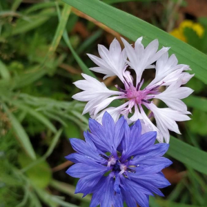 Photographie n°2357741 du taxon Cyanus segetum Hill [1762]