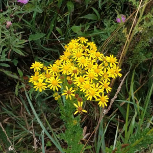 Photographie n°2357746 du taxon Jacobaea vulgaris Gaertn. [1791]