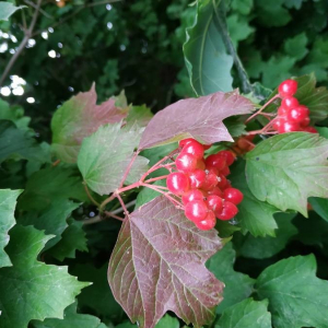  - Viburnum opulus L. [1753]