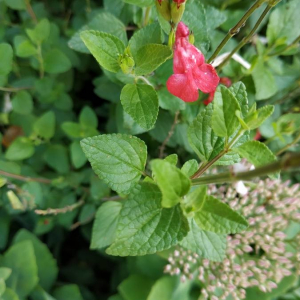 Photographie n°2357767 du taxon Salvia microphylla Kunth [1818]