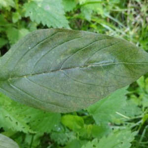 Photographie n°2357774 du taxon Amaranthus caudatus L. [1753]