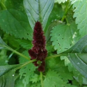 Photographie n°2357775 du taxon Amaranthus caudatus L. [1753]