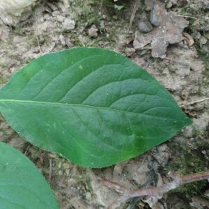 Photographie n°2357776 du taxon Euonymus europaeus L. [1753]