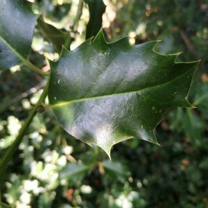 Photographie n°2357778 du taxon Ilex aquifolium L. [1753]