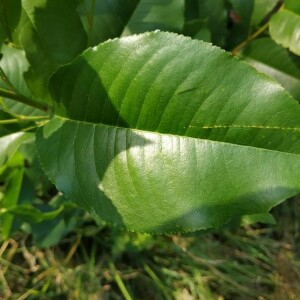 Photographie n°2357783 du taxon Prunus serotina Ehrh. [1784]