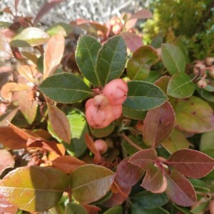 Photographie n°2357786 du taxon Gaultheria procumbens L. [1753]