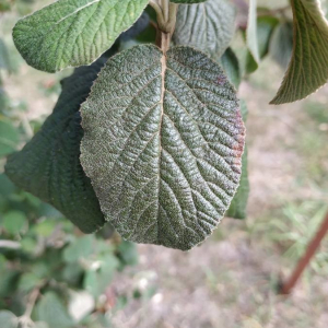 Photographie n°2357807 du taxon Viburnum lantana L. [1753]