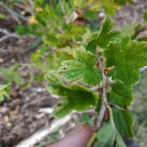 Photographie n°2357808 du taxon Ribes uva-crispa L. [1753]