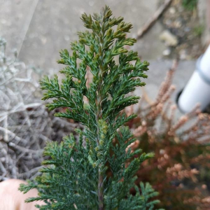 - Juniperus virginiana L. [1753]